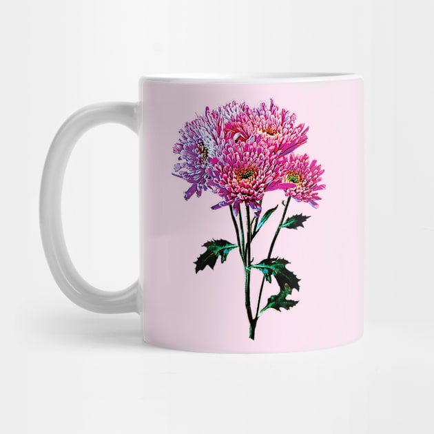 Chrysanthemums - Pink and Lavender Mums by SusanSavad